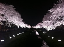 野川桜ライトアップ